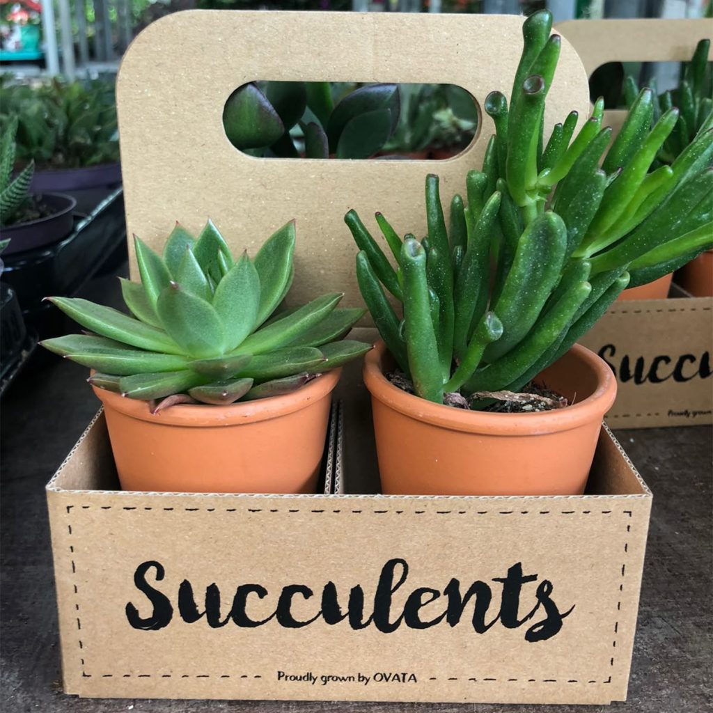 Carton kraft d'emballage pour plantes imprimé en Single Pass
